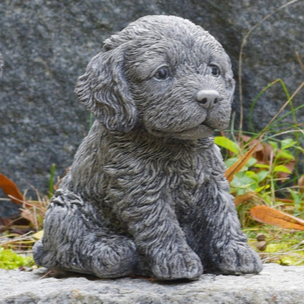 Hündchen Cockapoo Puppy