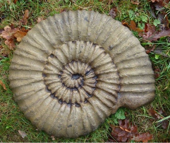 Ammonite - Schnecke