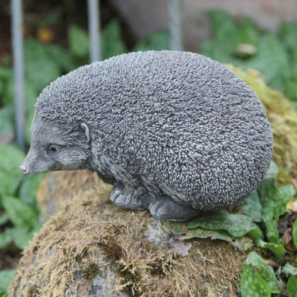 Großer Igel