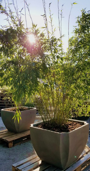 Pflanztrog mit Rädchen und Wasserspeicher