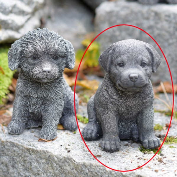 Hündchen Labrador Puppy