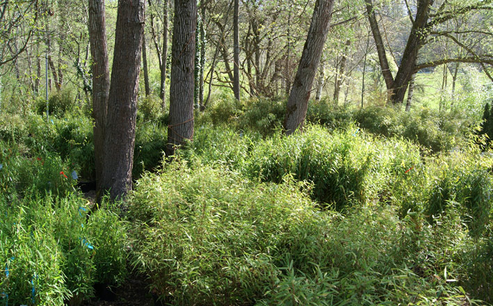 bambus-im-bambuswald-2