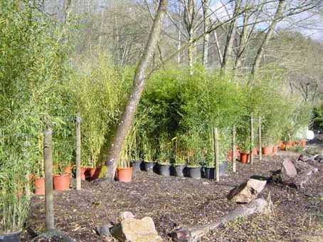 hofstettermuehle-bambusausstellung1