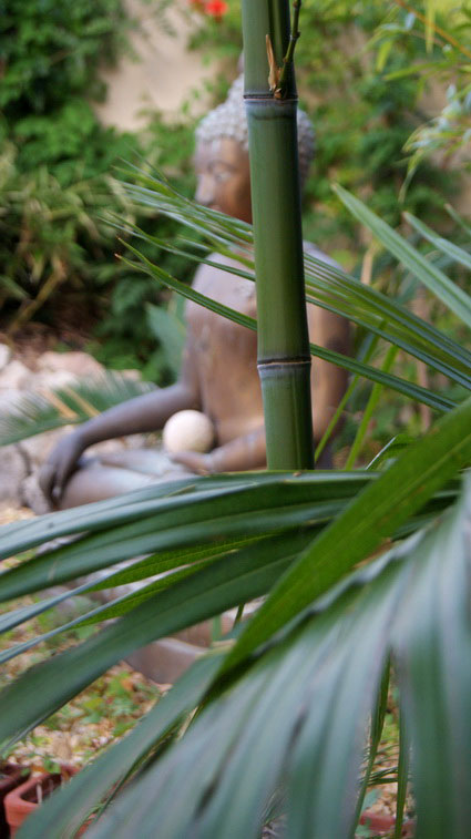 phyllostachys-aurea-hysp-bambuswald-650e58c45e70c2